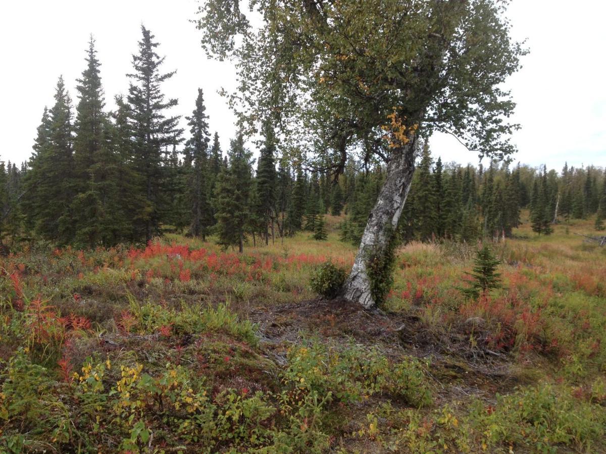 Whispering Woods Ak Cabins Kasilof Esterno foto